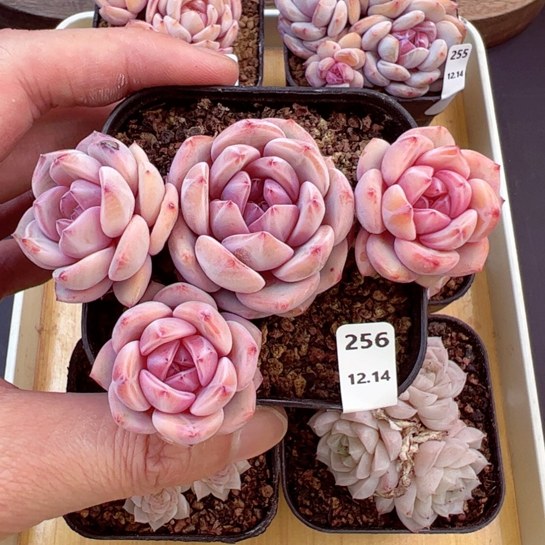 好好看256、哈哈哈哈哈