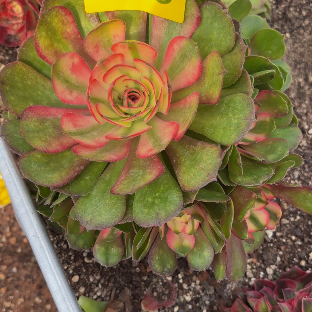 哈哈多肉葡萄福利来318