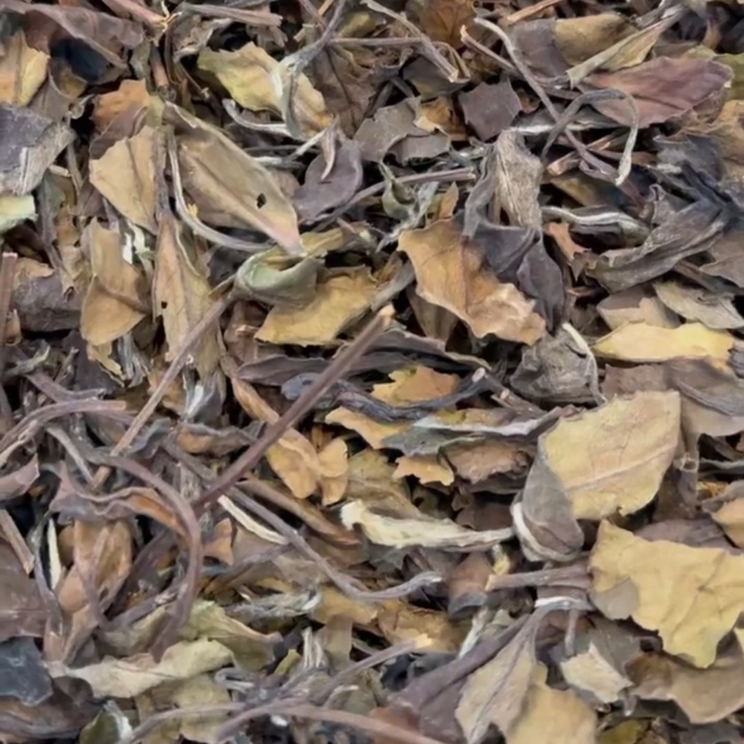 福鼎白茶2016年老白茶寿眉管阳高山茶枣香糯香药香陈香正味散茶