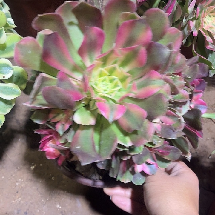 香妃一颗脱土10发货