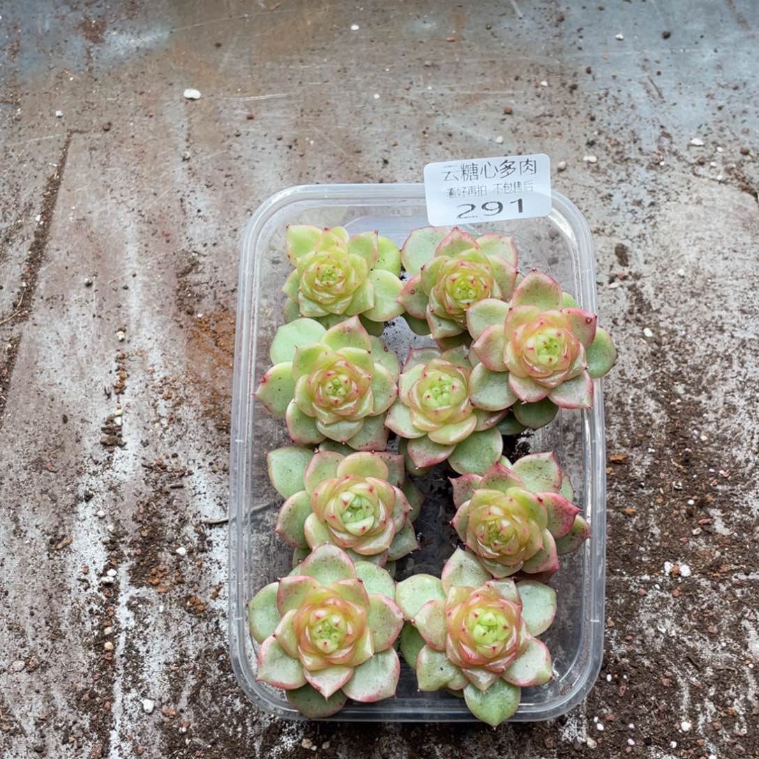 云糖心多肉植物291