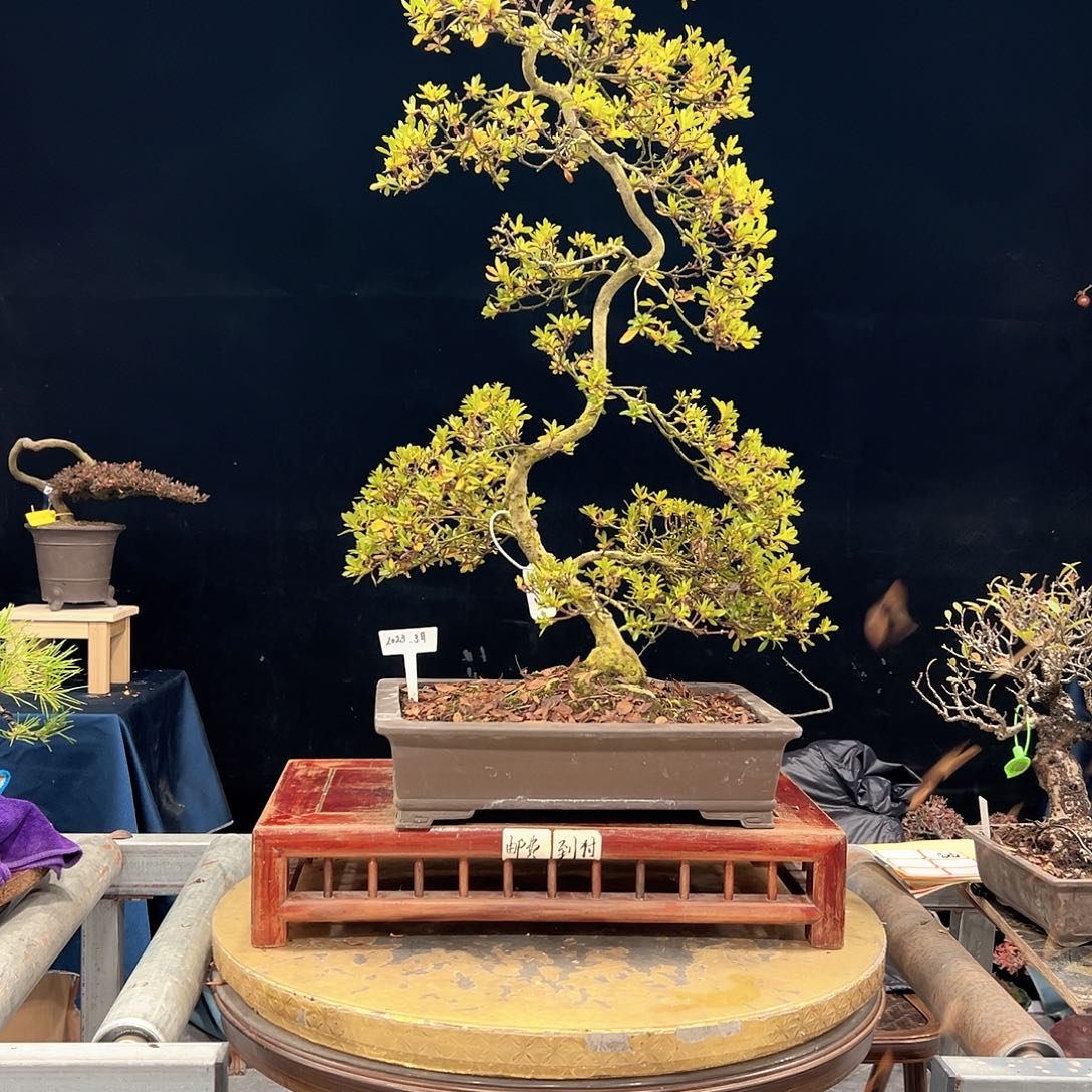 木***果无花朵进口皋月好月