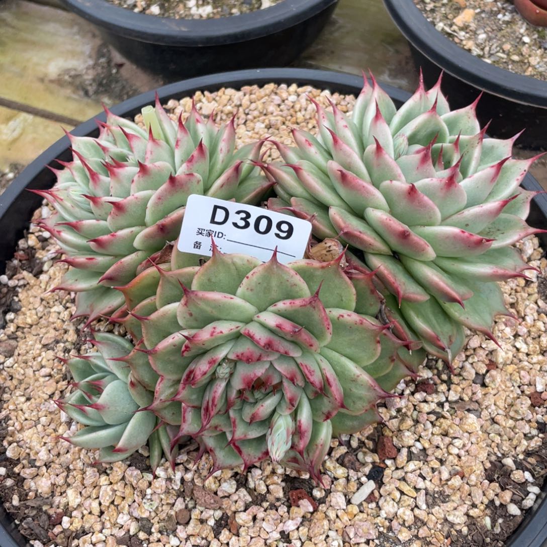 无花朵若如东云单拍D309