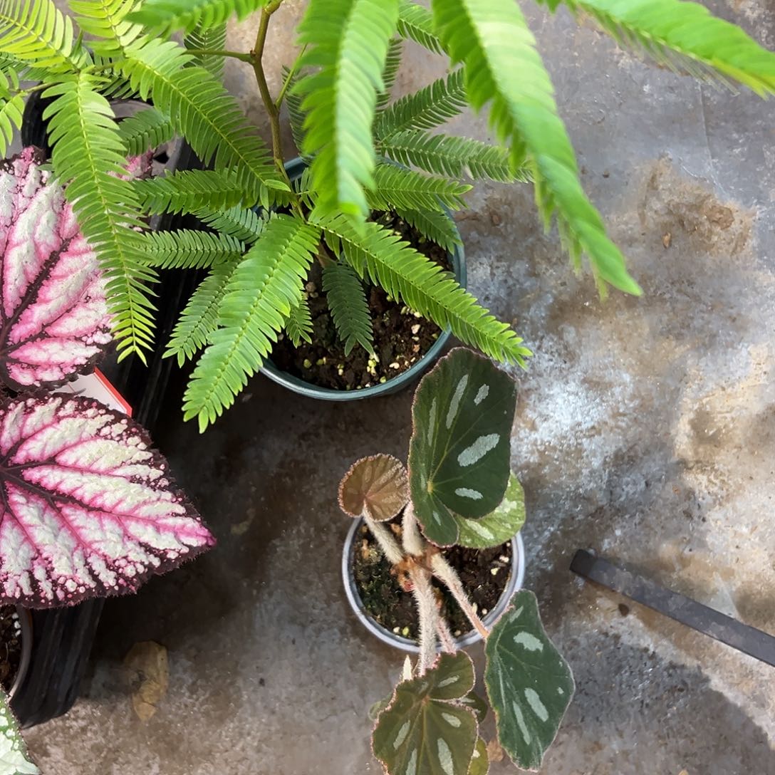 和***茶无花朵145加保温秋海棠