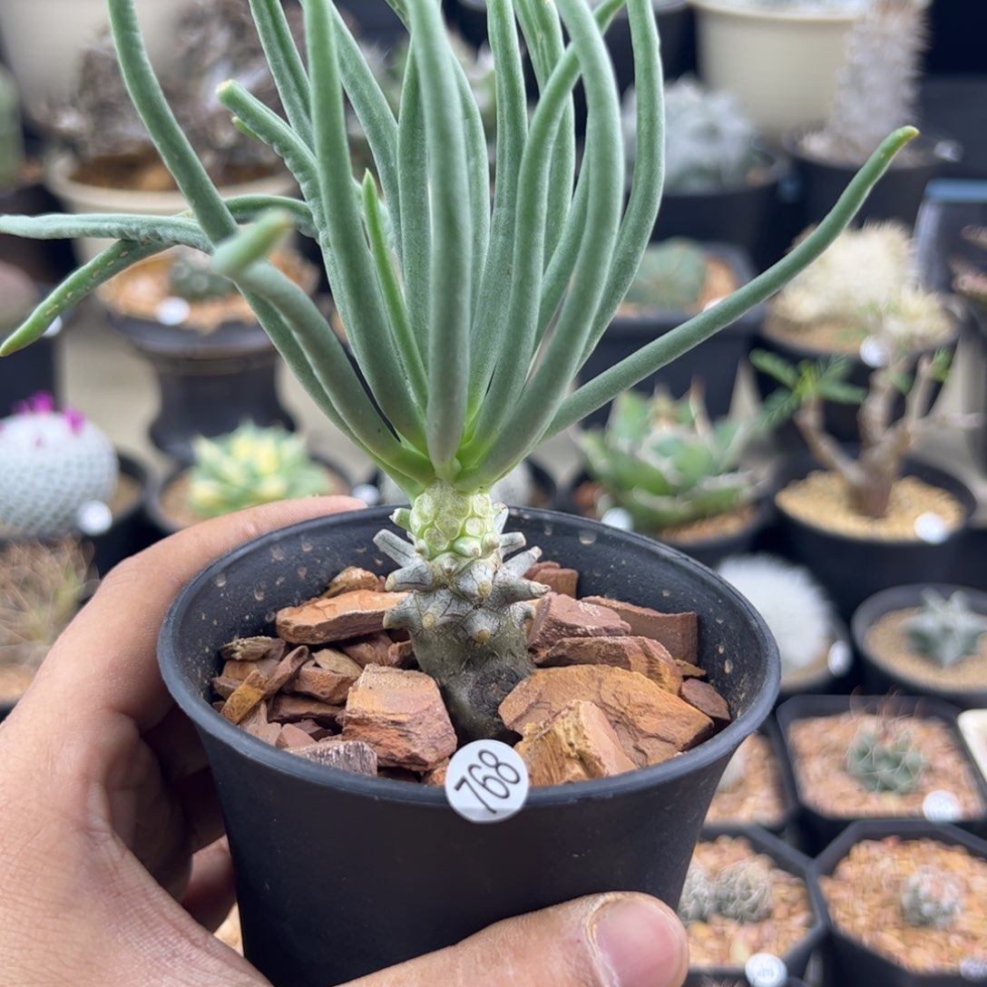 钟馗奇峰锦一物一拍768