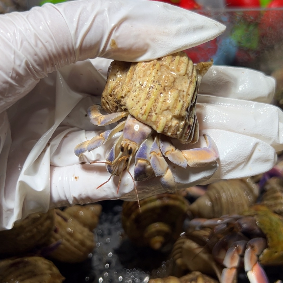 小***O小别专拍口径2.2口