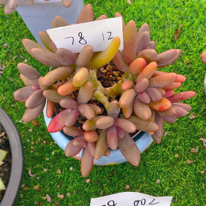 谢谢你的支持0000078