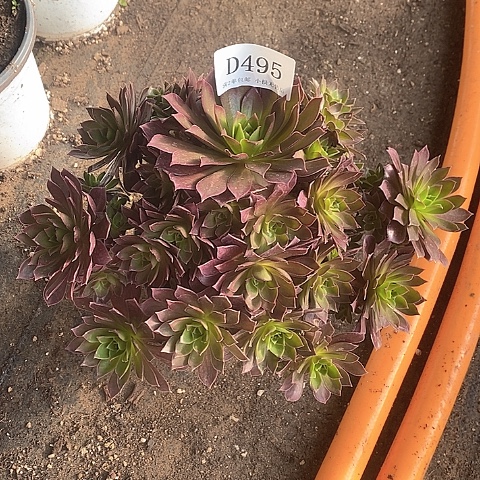 495凤凰多肉法师锦