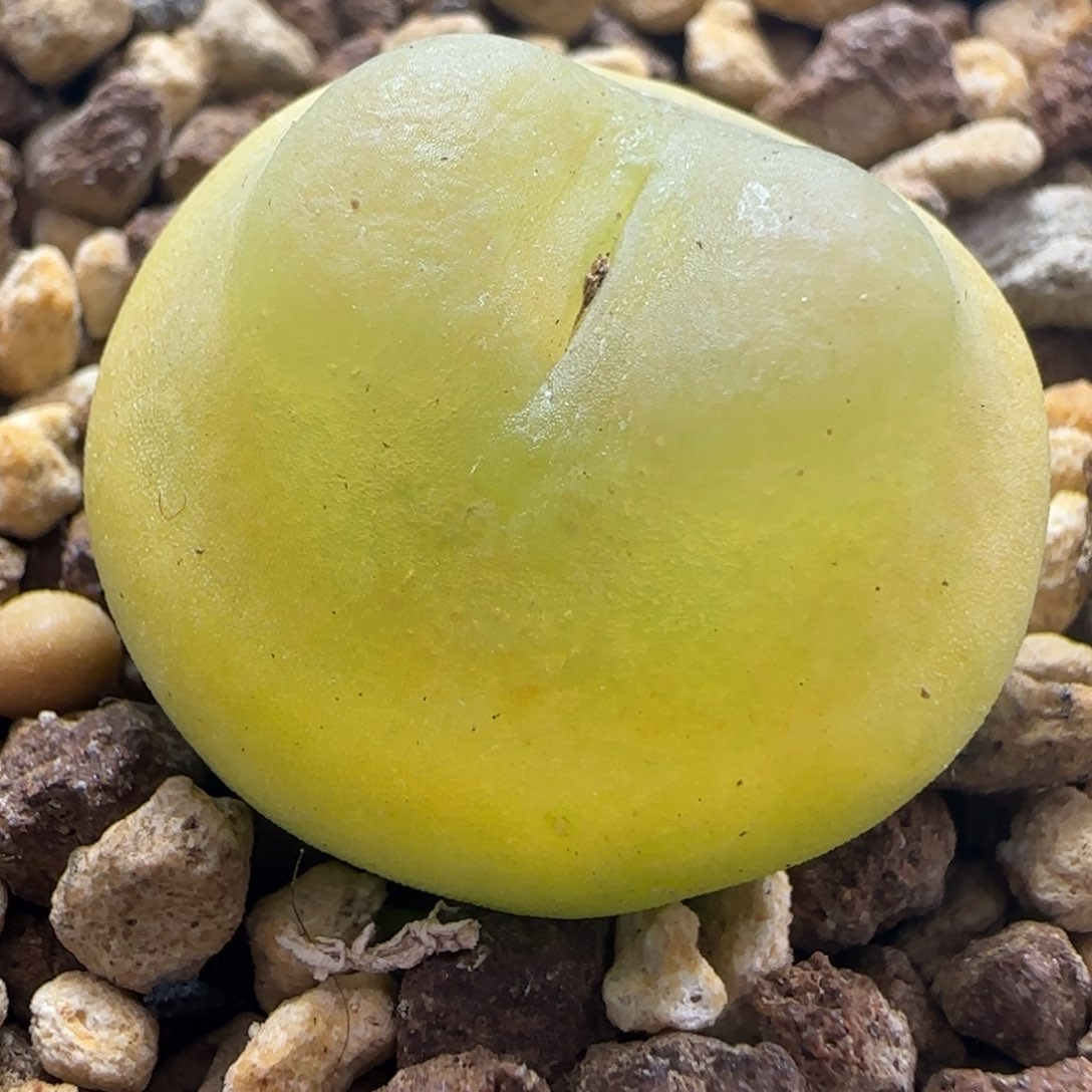 2.15精品多肉拉登2.6公分16号