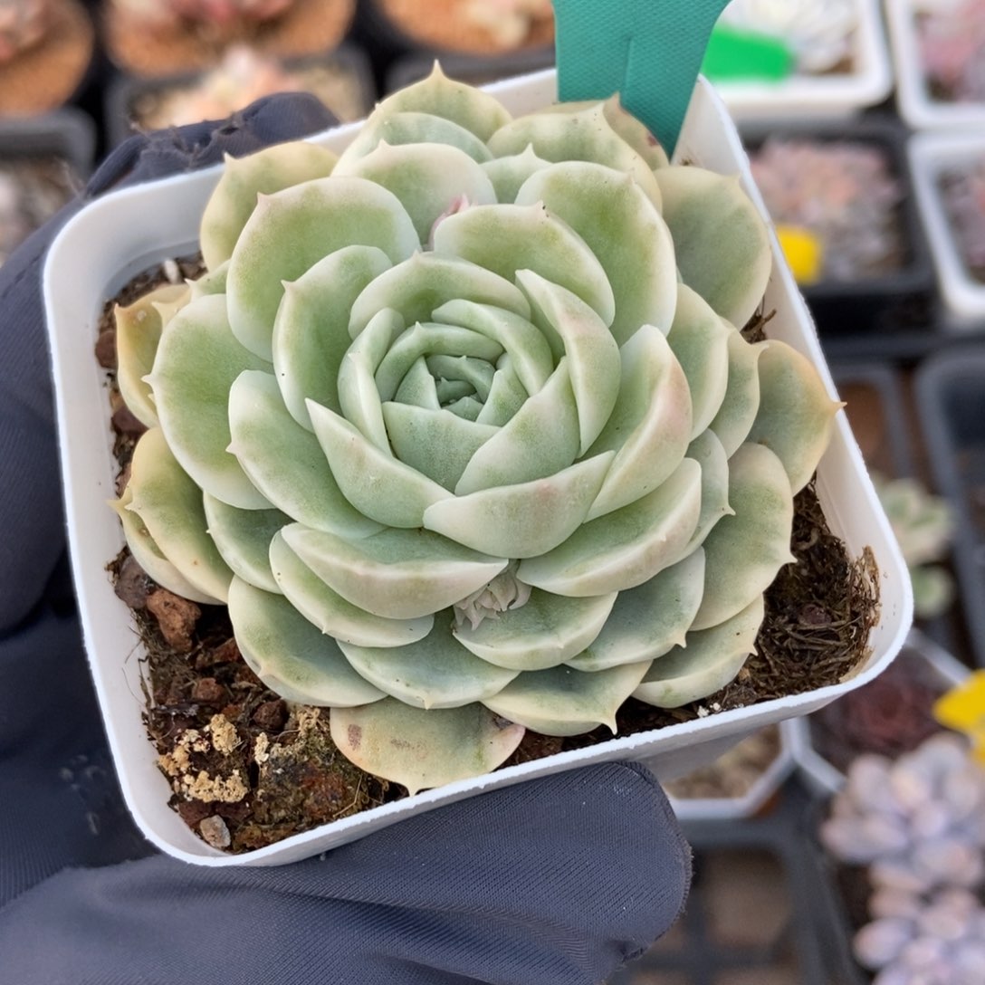 1563昂锦多肉植物保护