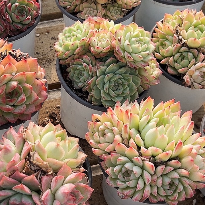 团046圆盆  麦秆    福利