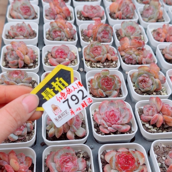 多肉植物多肉植物