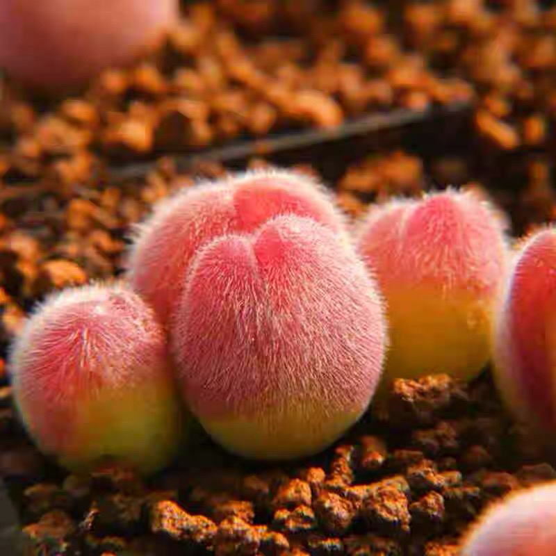 毛翠滴多肉植物肉锥带毛多肉可爱多肉绿植盆栽
