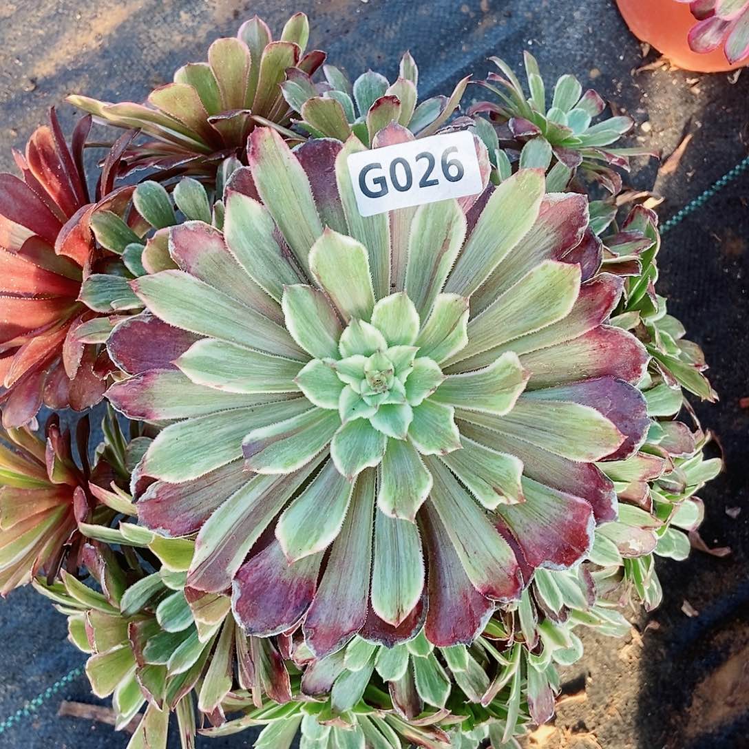 红陶026水墨阴阳5多肉