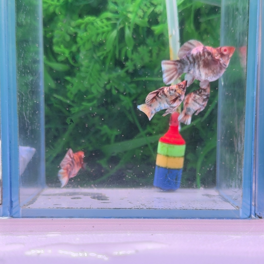 黑玛丽鱼884号玛丽4条