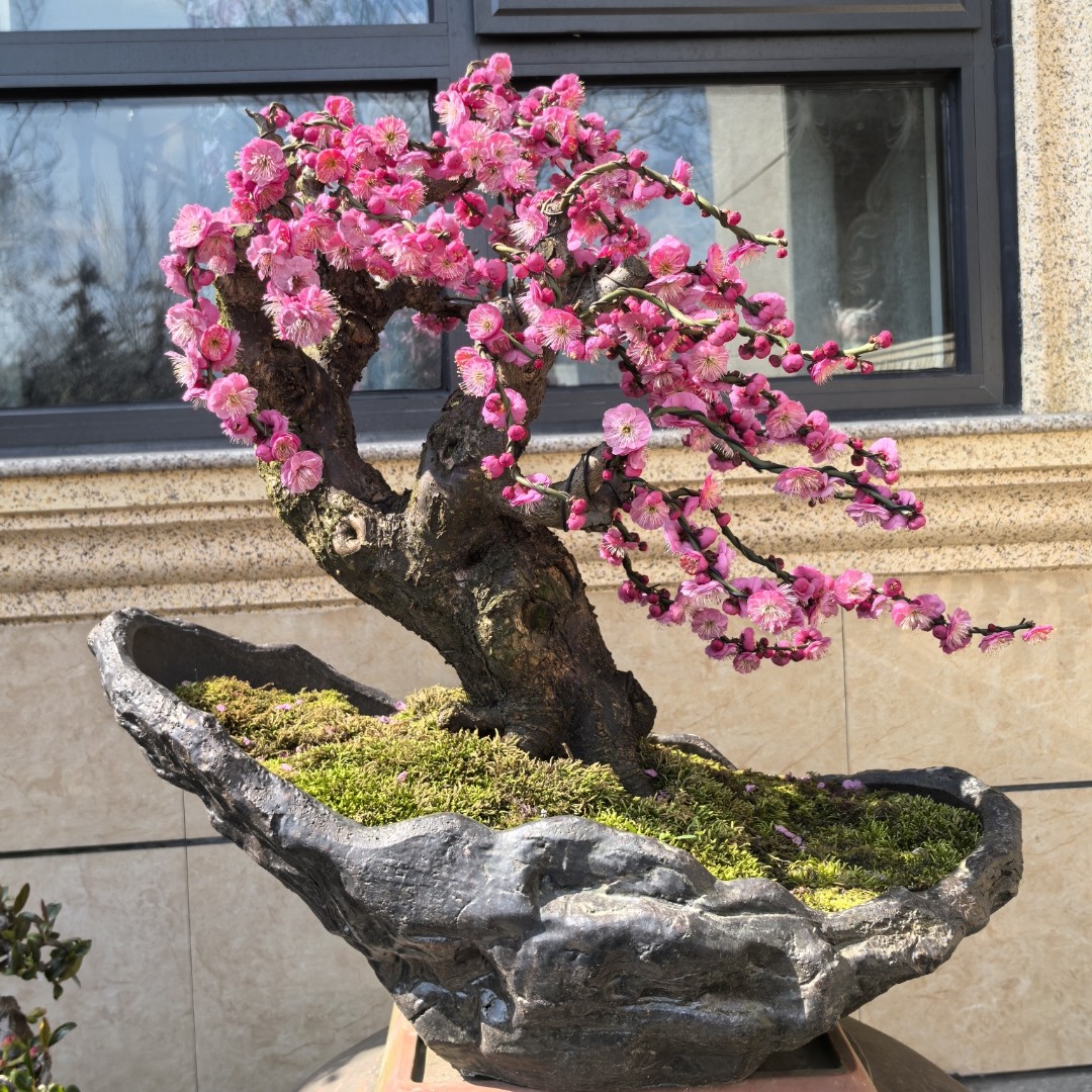 【红梅】  原生扦插梅花一年苗