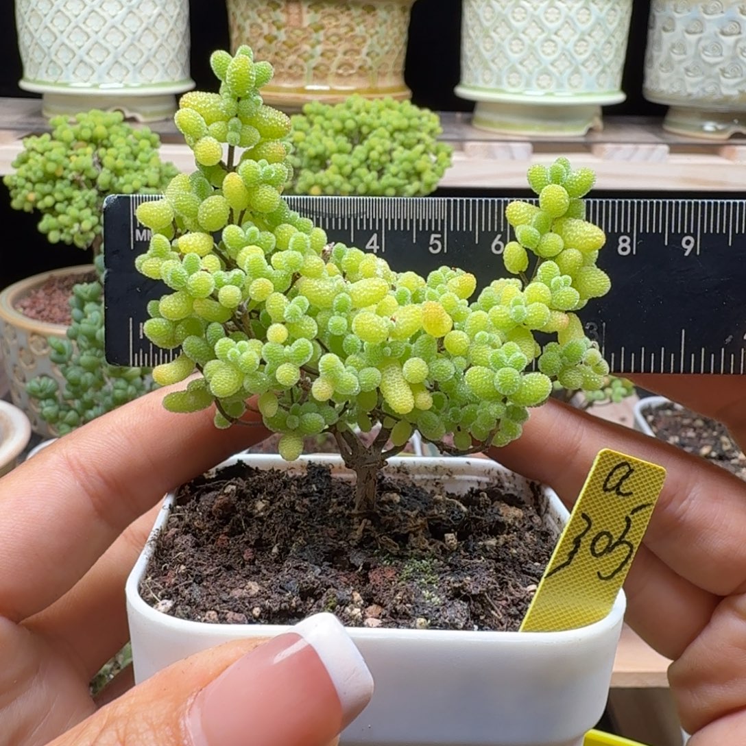 a305号橘子糖冠服7厘米左右