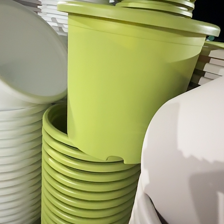 四季9号果绿无托4个特价