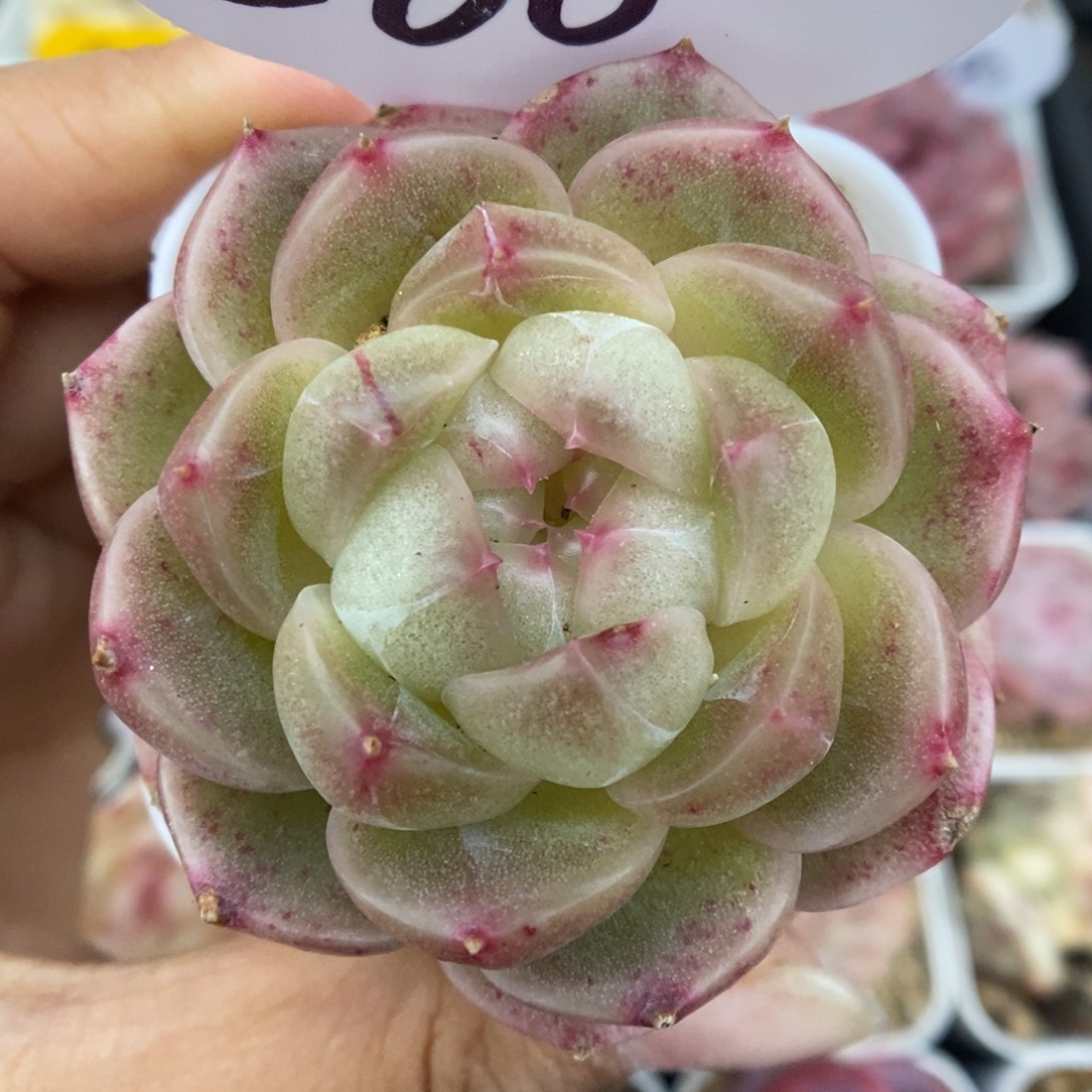 财富密码可拍560号。       