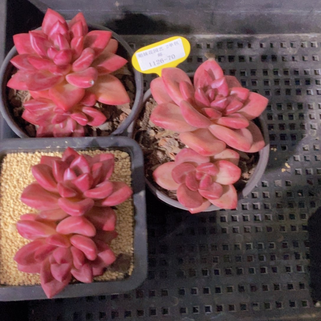 1126-70-精品大双头老桩赫菲斯托一个