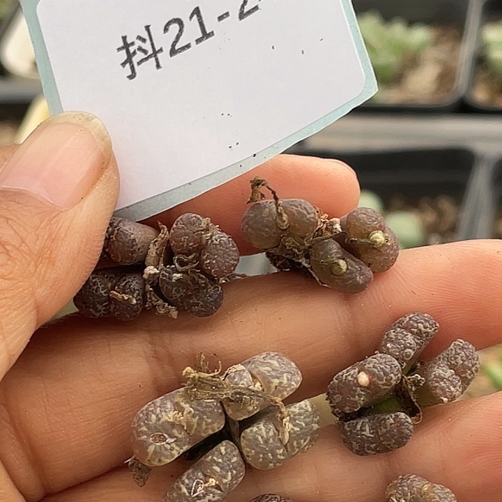 姬***君21-24肉锥多肉植物