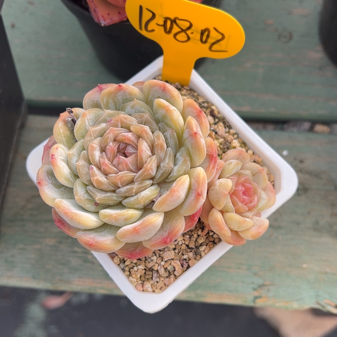 12-08-02白恋多肉植物