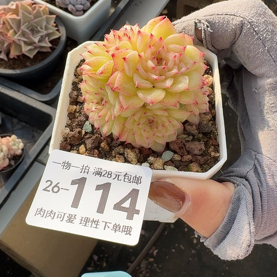 麦秆无盆土发货无