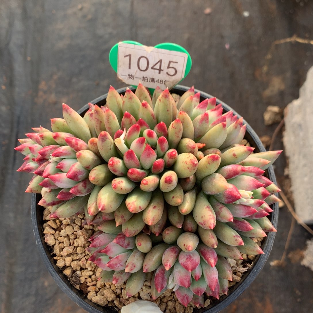 二代虞美人无砍平头1045