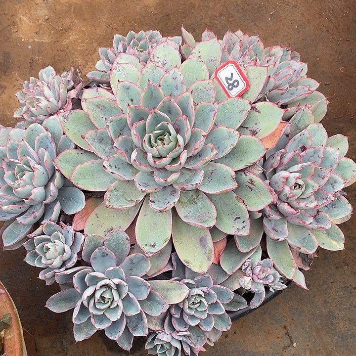 28赫拉 一物一拍多肉