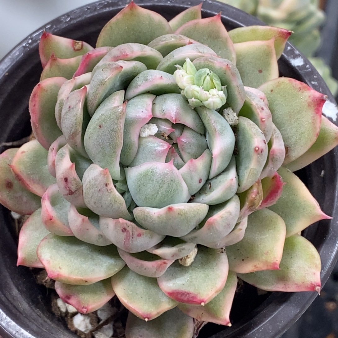 413女王玛利亚锦 小方花圃一物一拍