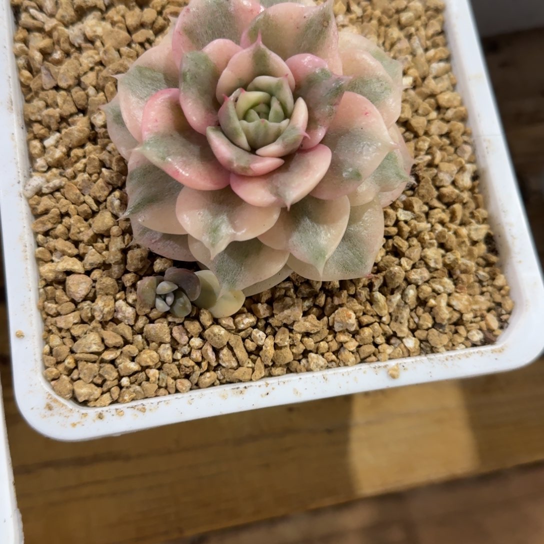 和***玉寄养于此处之时有无一例外