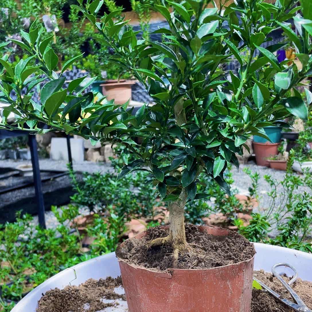 完全开放用*八房柑八房柑