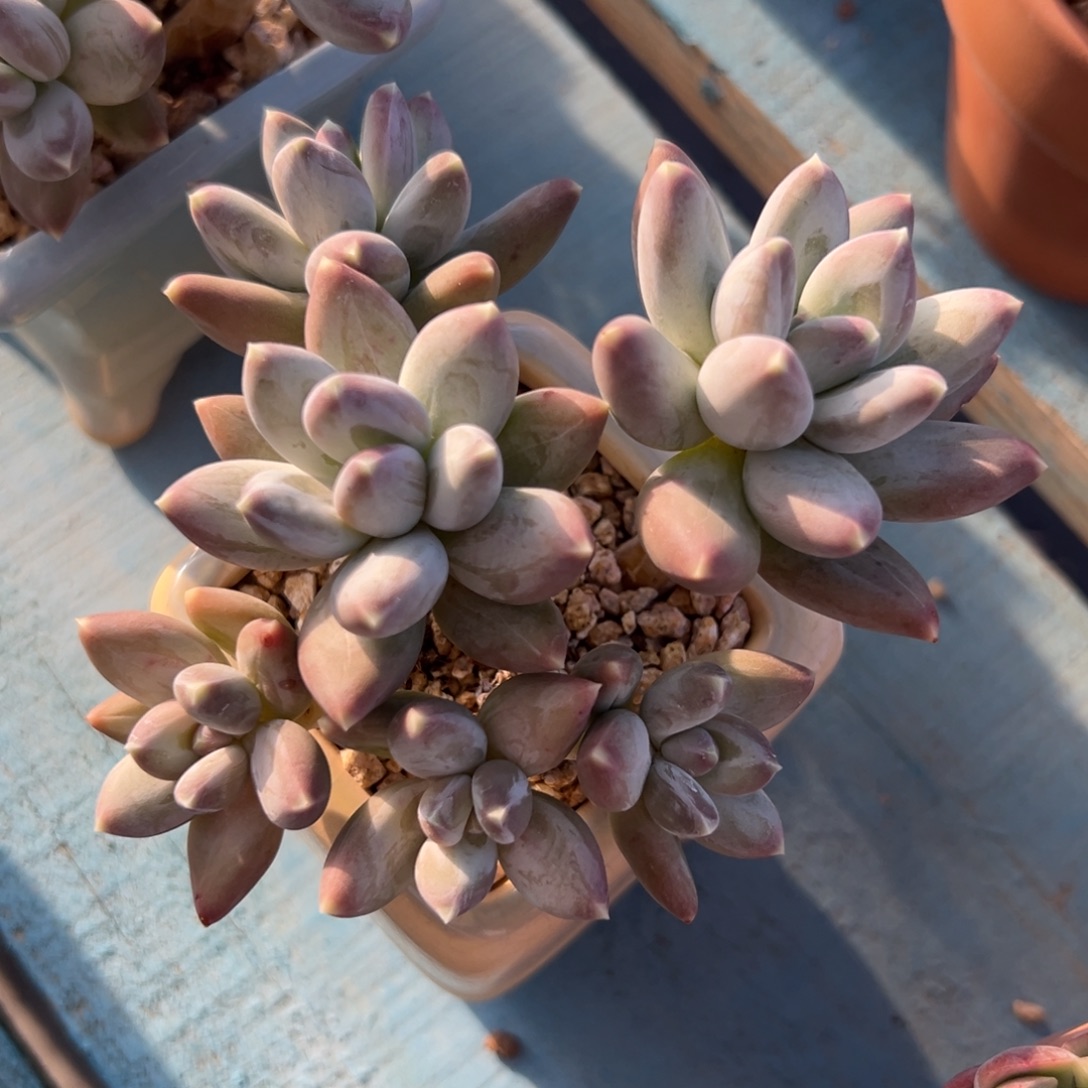 多肉植物一物一拍（170号）