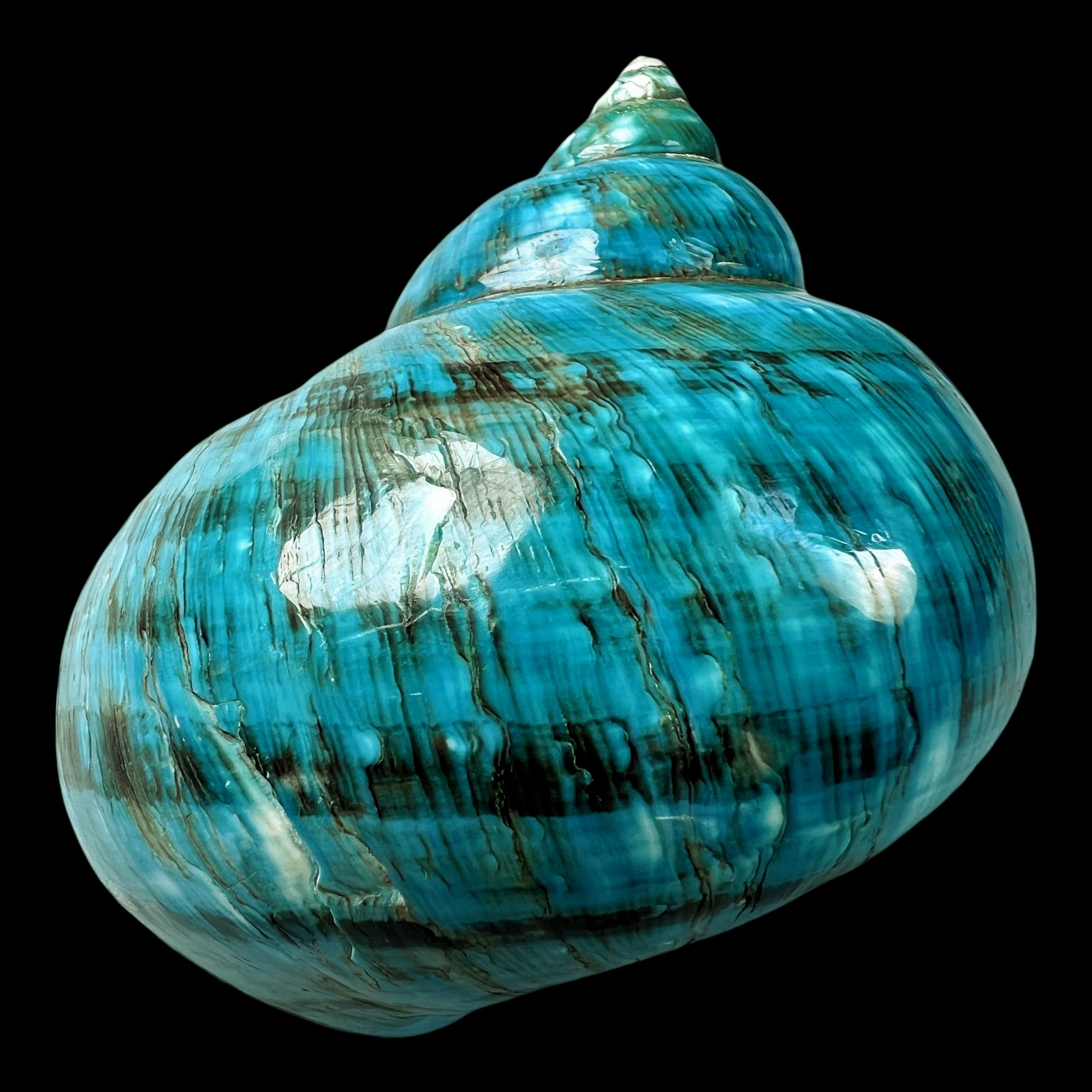 【帝王螺杯（特大！精品）】93.8mm 赠1串杯托 天然贝壳 A1