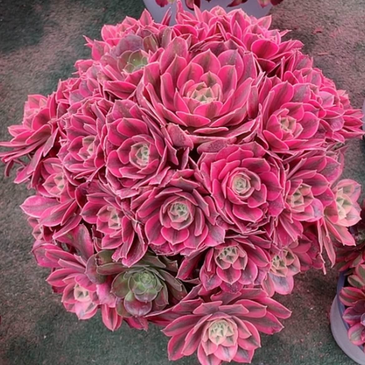 【闪购商品】法师好看也好养