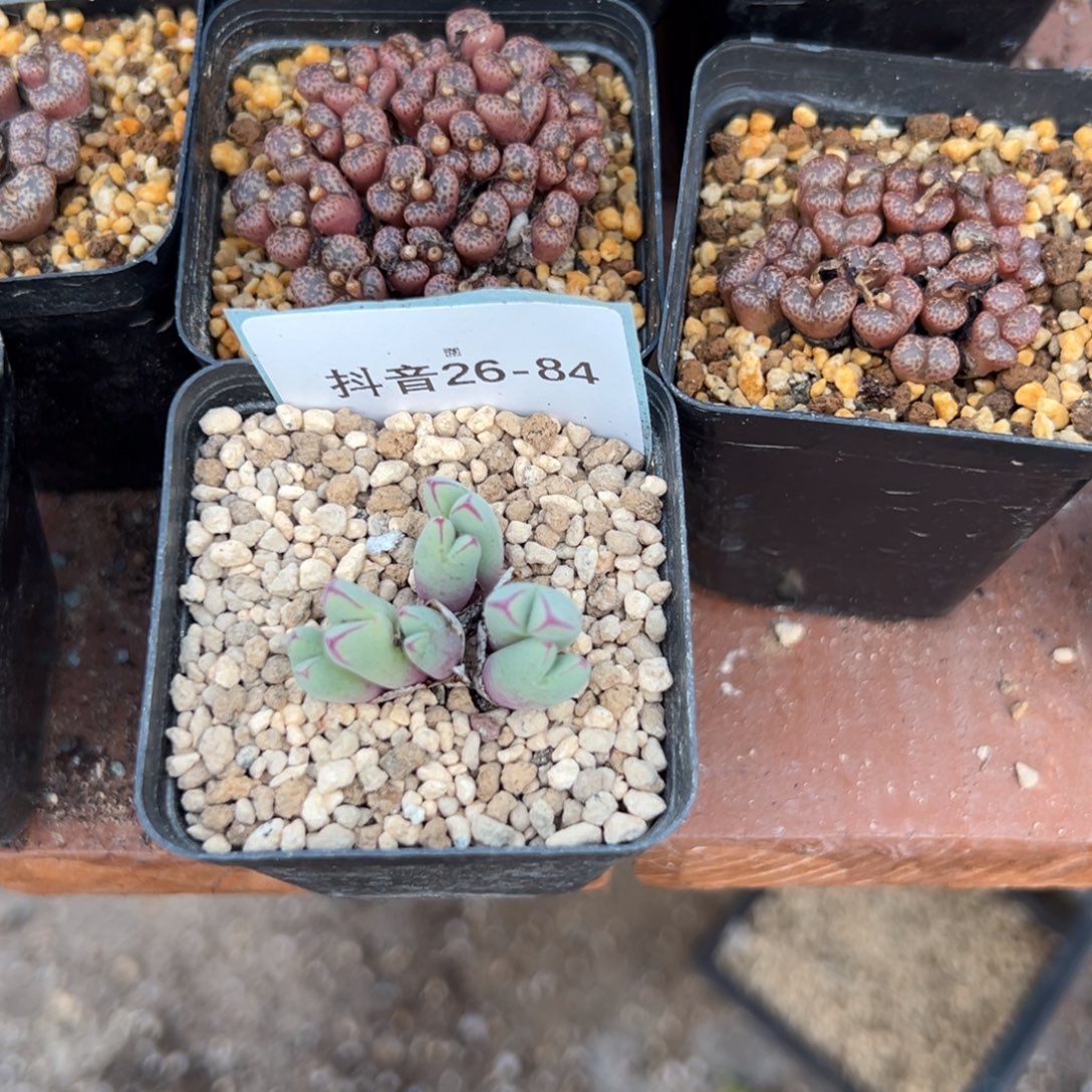 佛***怀26-84肉锥多肉植物，
