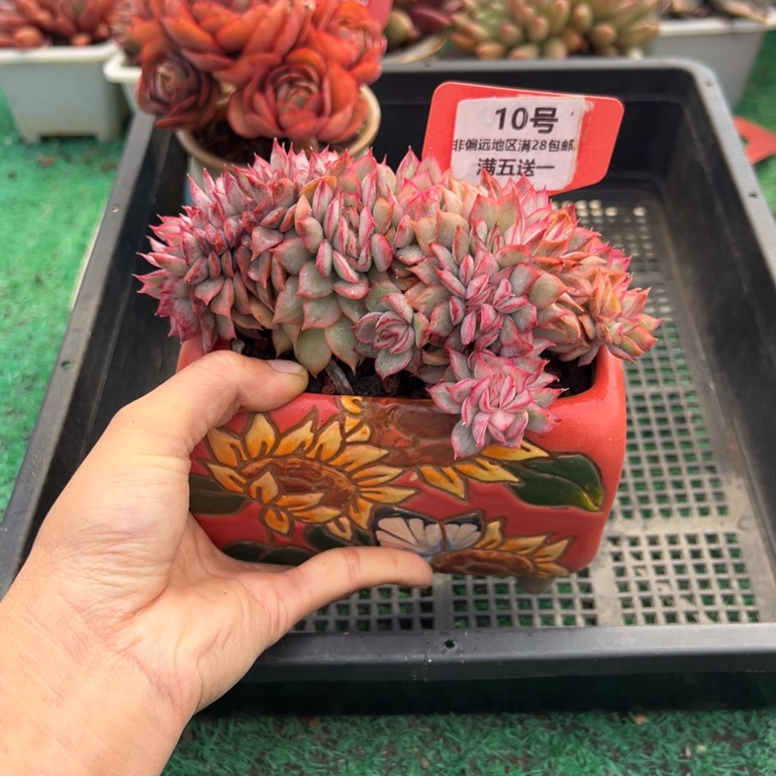 表妹精品多肉植物10: