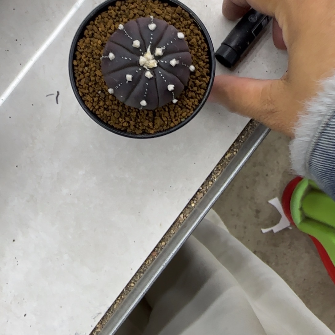 紫皮兜11111111111