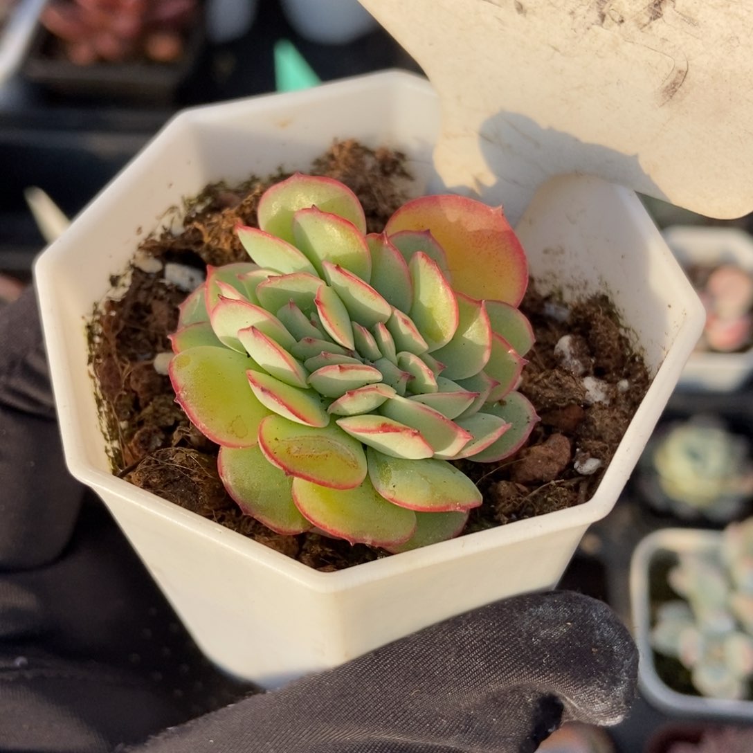 1245牡丹亭缀多肉植物保护