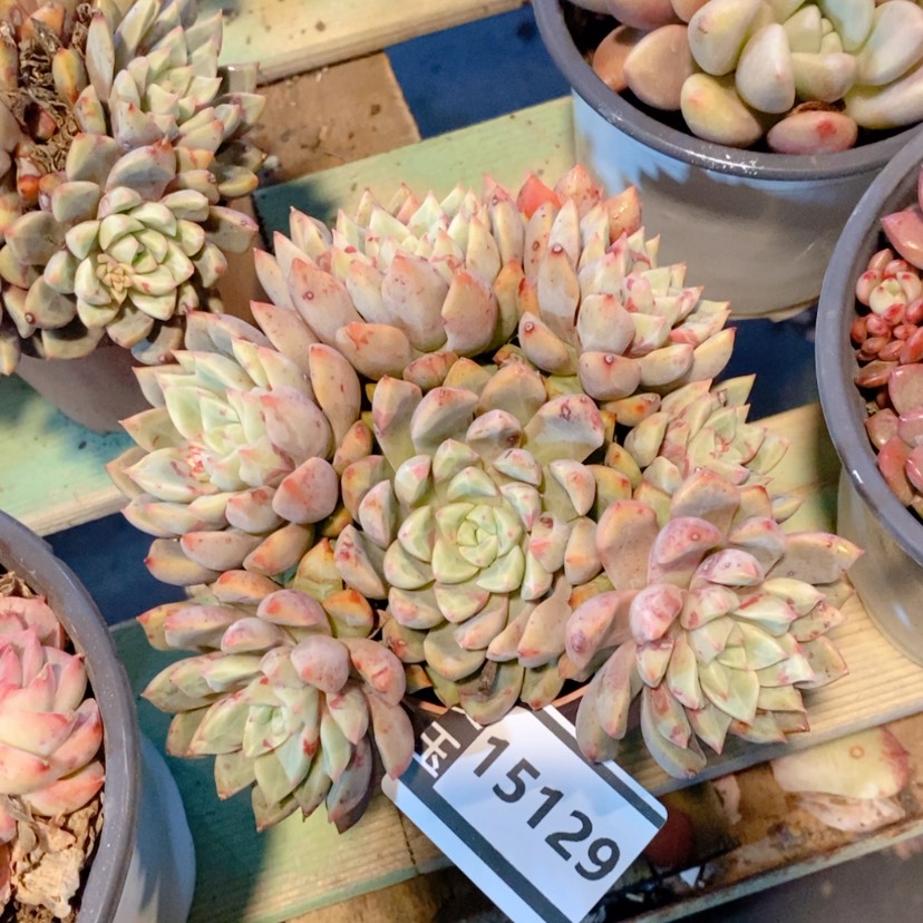 【闪购商品】血燕15129