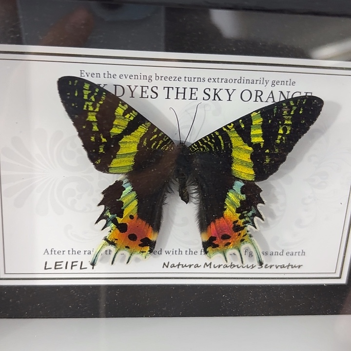 七寸新背景太阳蛾