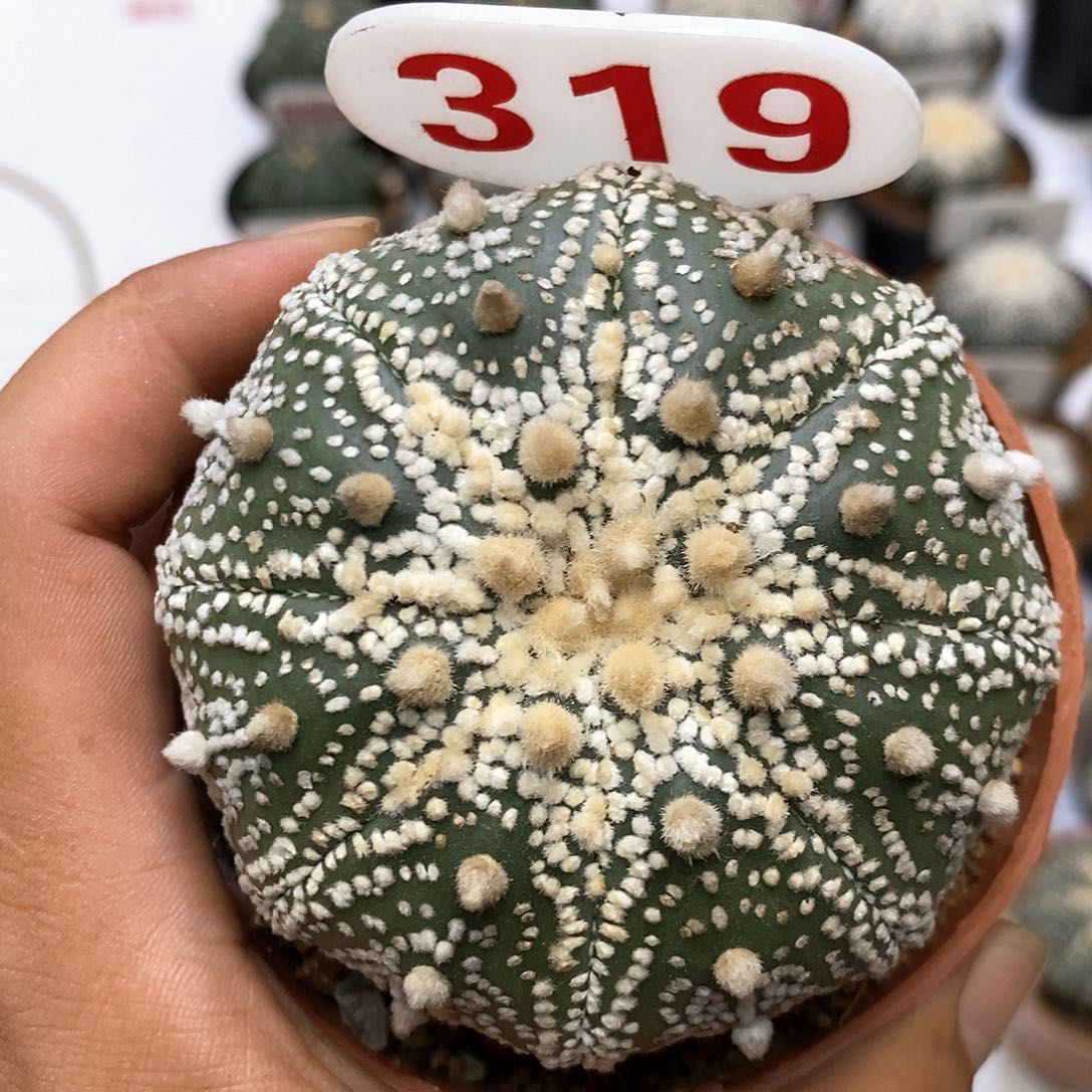 浪***石319饿又困了咯哦豁