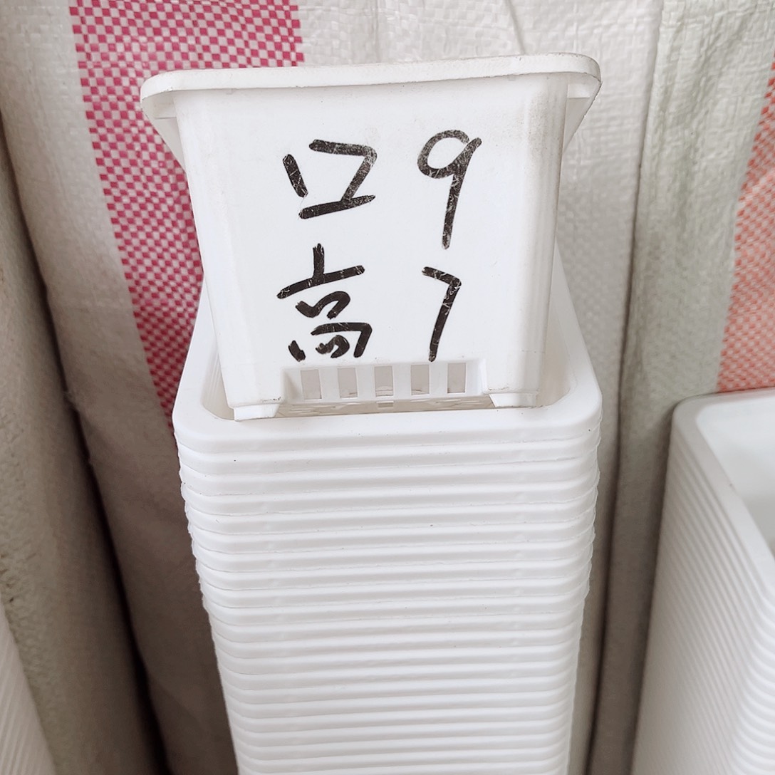 塑料福利款9方白色盆20个无托