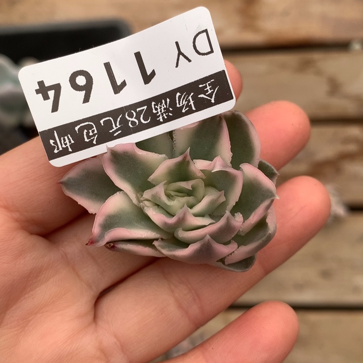 紫蝴蝶锦不发根多肉植物