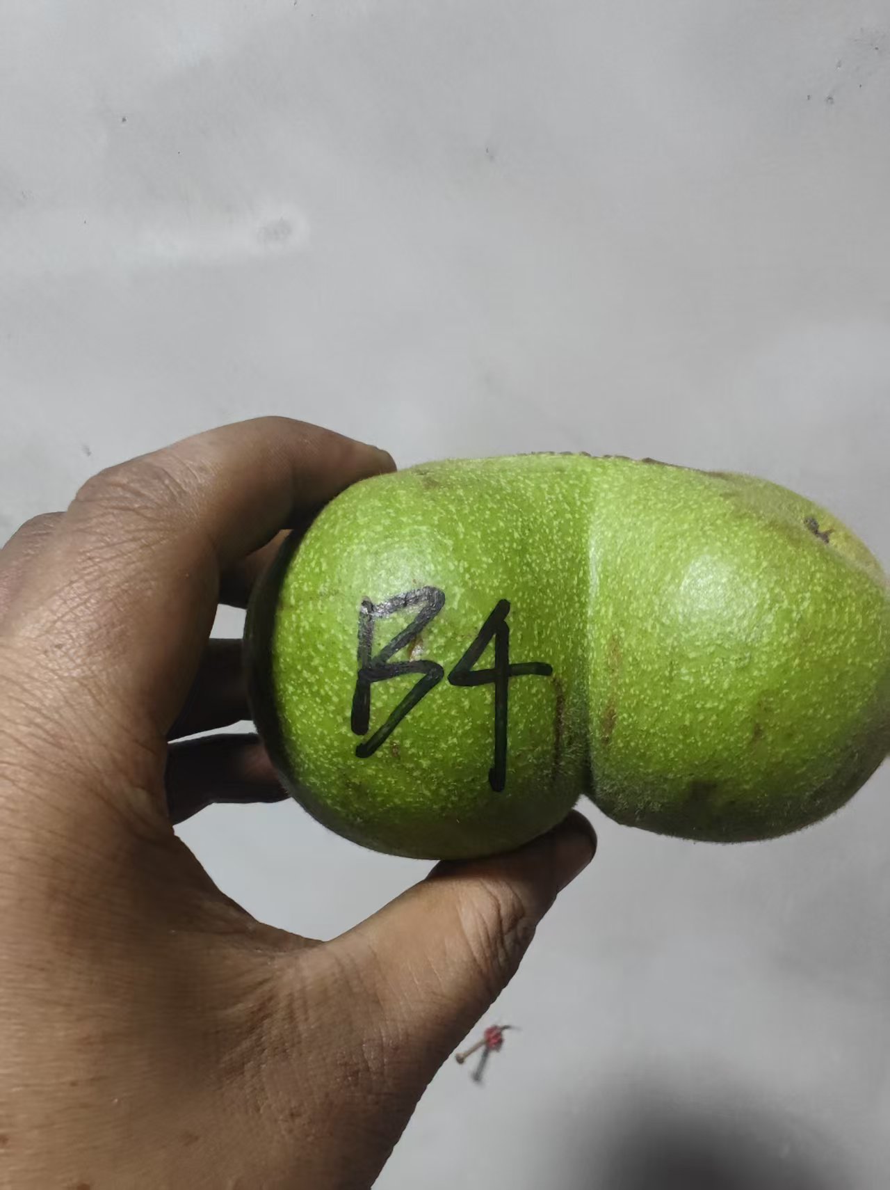 四座楼核桃只保品种1个--B4