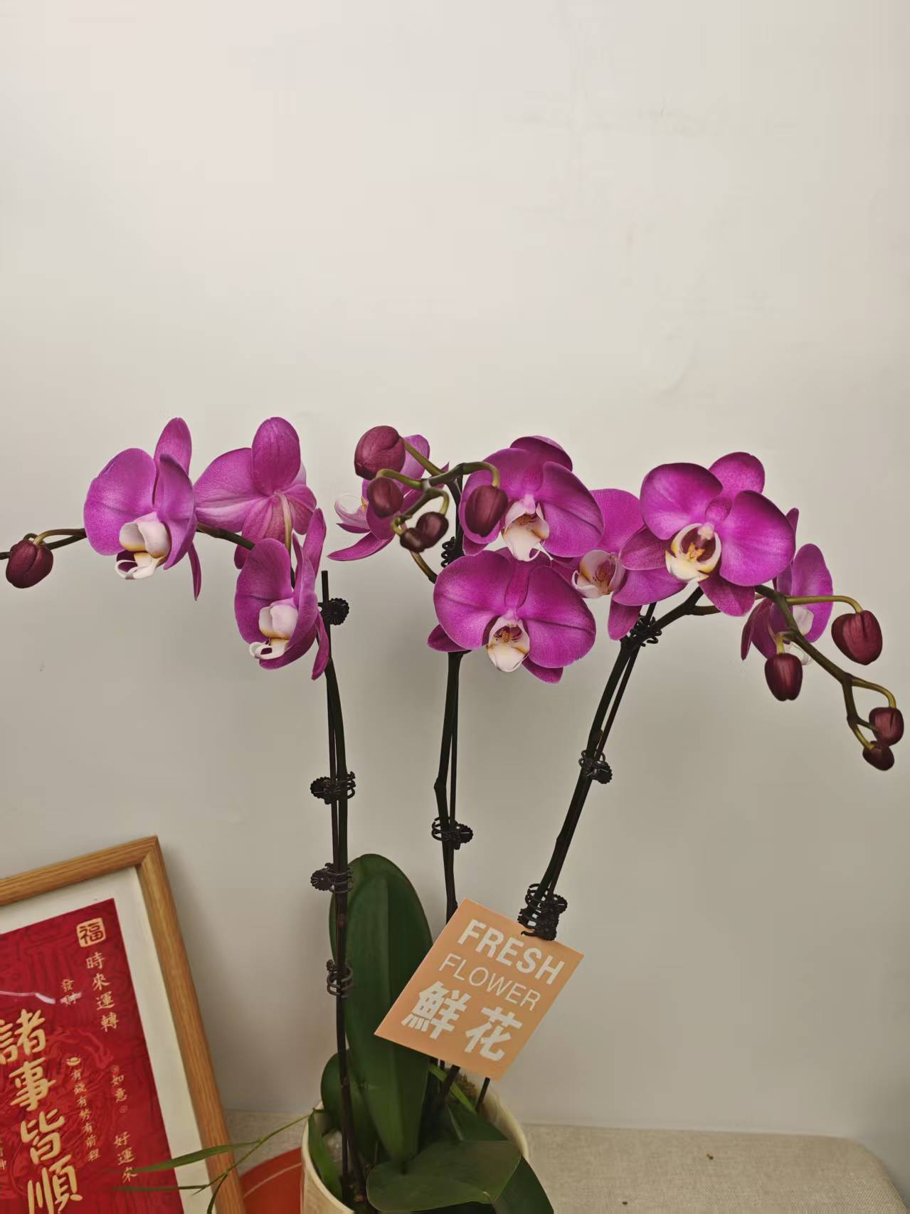 蝴蝶兰【素心】紫粉色系经典名兰室内绿植盆栽花期长