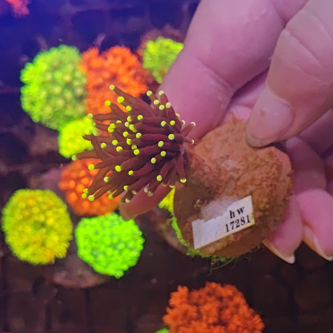 黑火柴珊瑚i海缸装饰17281