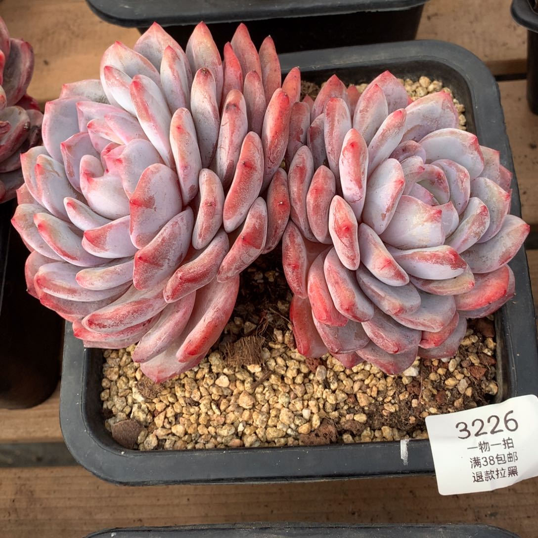 18厘米双头有砍橙梦露3226