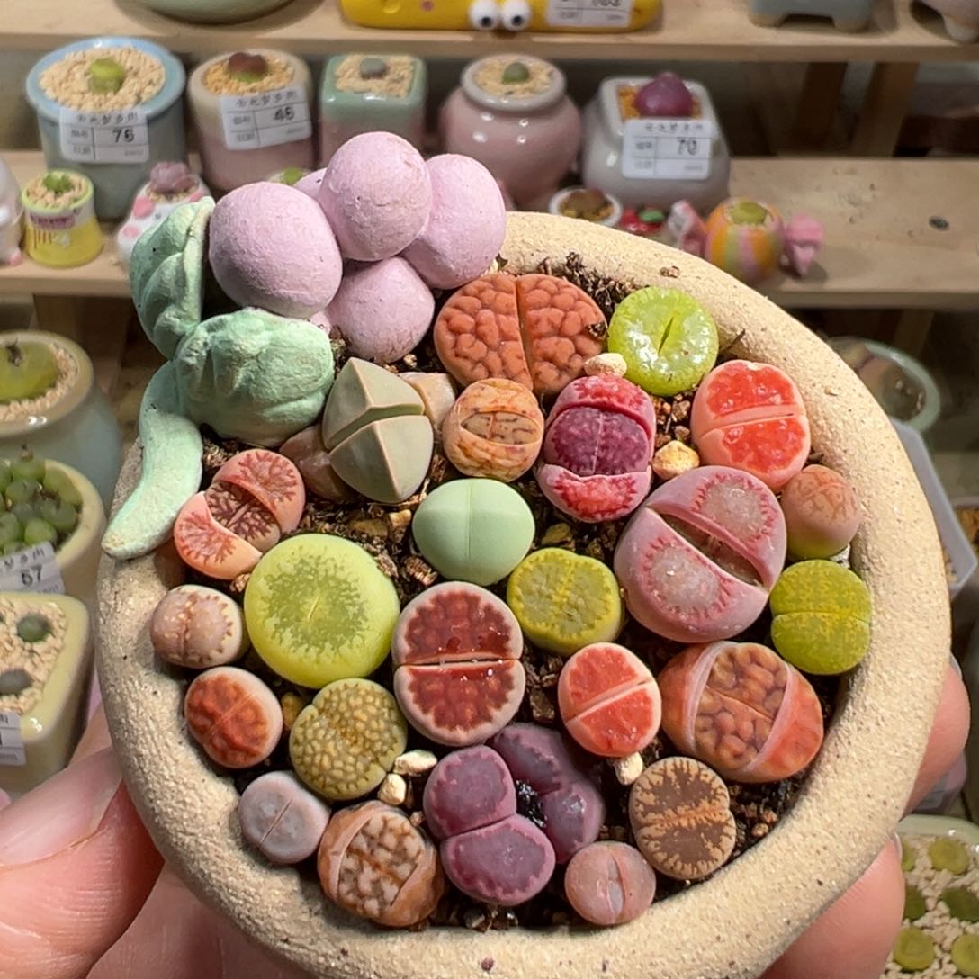 多肉植物149号拼盘