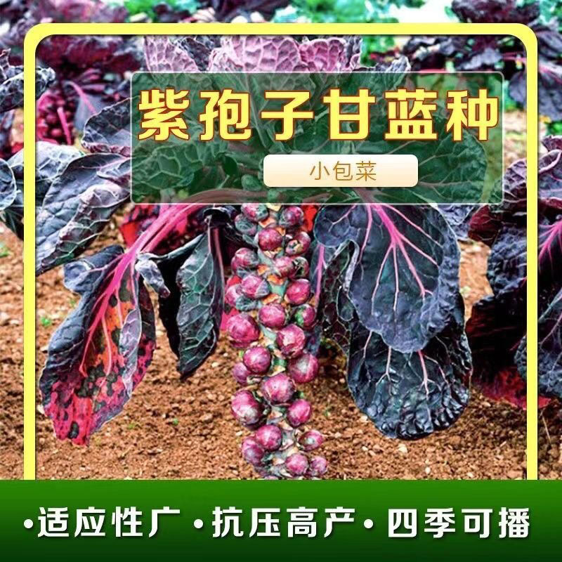 紫抱子蔬菜种子甘蓝种籽孢子甘蓝种子高产阳台四季子持蔬菜种孑
